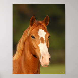 Chestnut Oldenburg Cross Welsh Headshot Poster