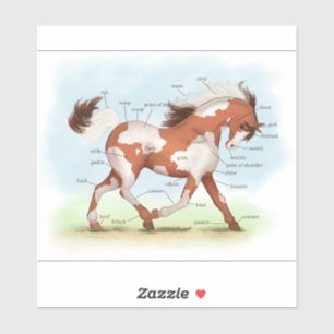 Chestnut Overo Skewbald Horse Anatomy Chart