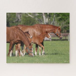 Chestnut Quarter Horse Mares and Foals Jigsaw Puzzle