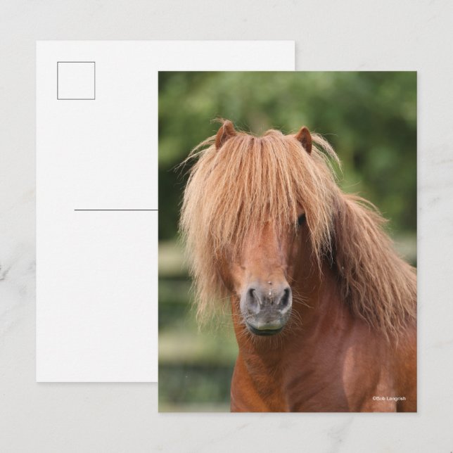 Chestnut Shetland Pony Stallion headshot Postcard (Front/Back)