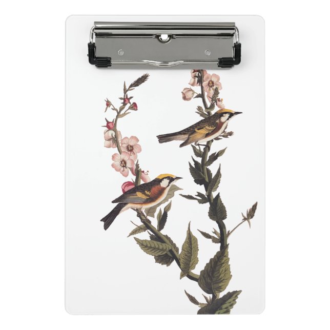 Chestnut-Sided Warbler Audubon Bird on Wildflower Mini Clipboard (Front)