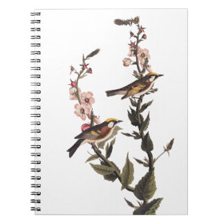 Chestnut-Sided Warbler Audubon Bird on Wildflower Notebook