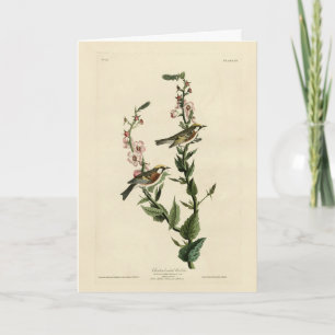 Chestnut-sided Warbler, Audubon's Birds of America Card