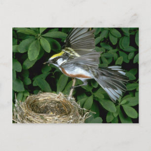 Chestnut-sided Warbler landing on nest Postcard