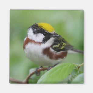 Chestnut-sided warbler magnet