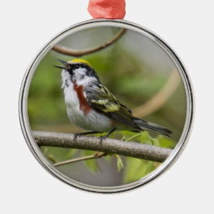 Chestnut-sided Warbler Metal Ornament