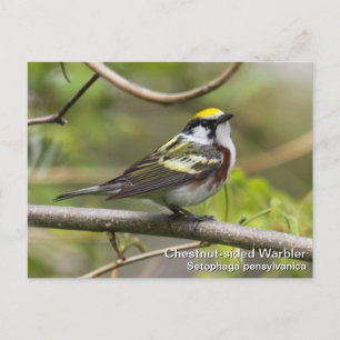Chestnut-sided Warbler Postcard