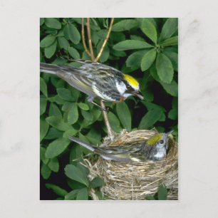 Chestnut-sided Warblers on nest Postcard