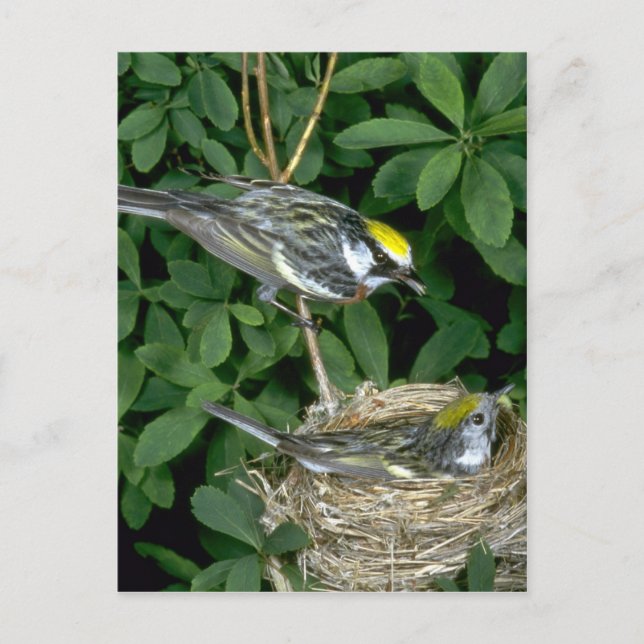 Chestnut-sided Warblers on nest Postcard (Front)