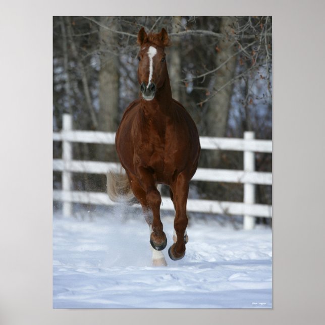 Chestnut Trakehner Stallion In The Snow Poster (Front)