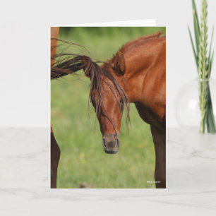 Chestnut Warmblood Foal with Tail On Head Card