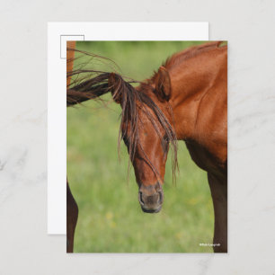 Chestnut Warmblood Foal with Tail On Head Postcard