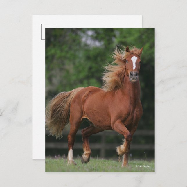 Chestnut Welsh Pony Mane and Tail Flowing Postcard (Front/Back)