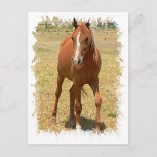 Chestnut Yearling Horse Postcard