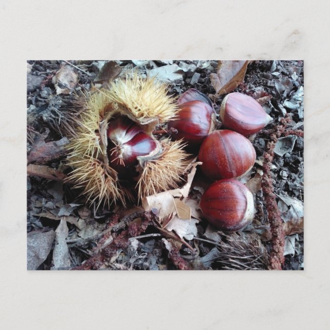 Chestnuts card (Front)