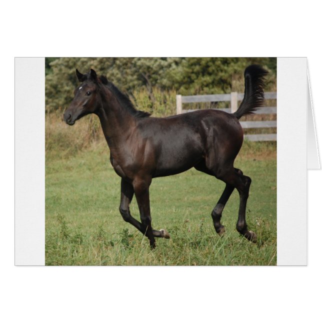 Cheval-2 (Devant horizontal)