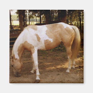Cheval 3, aimant