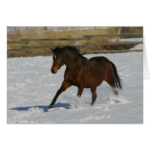 Cheval à gorge profonde courant dans la neige