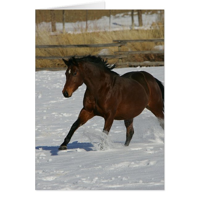 Cheval à gorge profonde courant dans la neige (Devant)