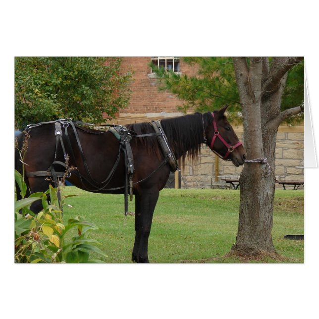 Cheval Amish (Devant horizontal)
