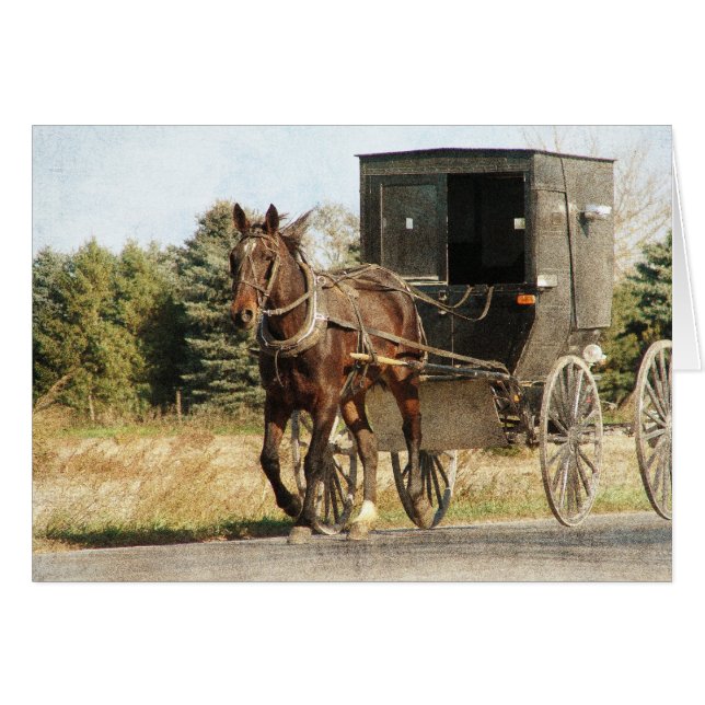 Cheval Amish et Buggy (Devant horizontal)