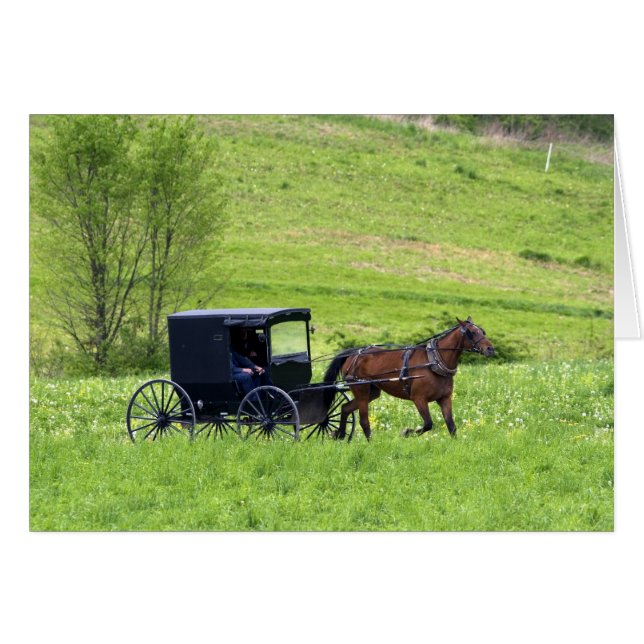 Cheval Amish et buggy près de Berlin, Ohio. (Devant horizontal)
