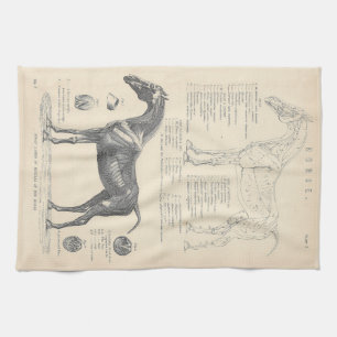 Cheval Anatomie Thé Serviette