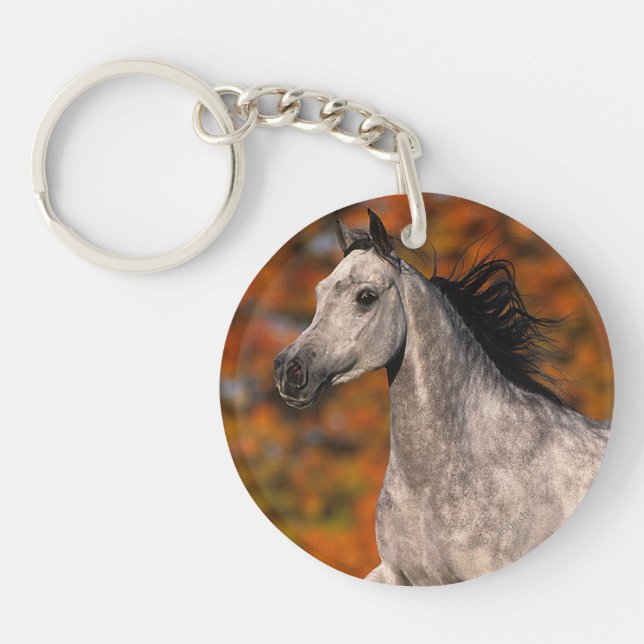 Cheval arabe : Automne 1 (Devant)