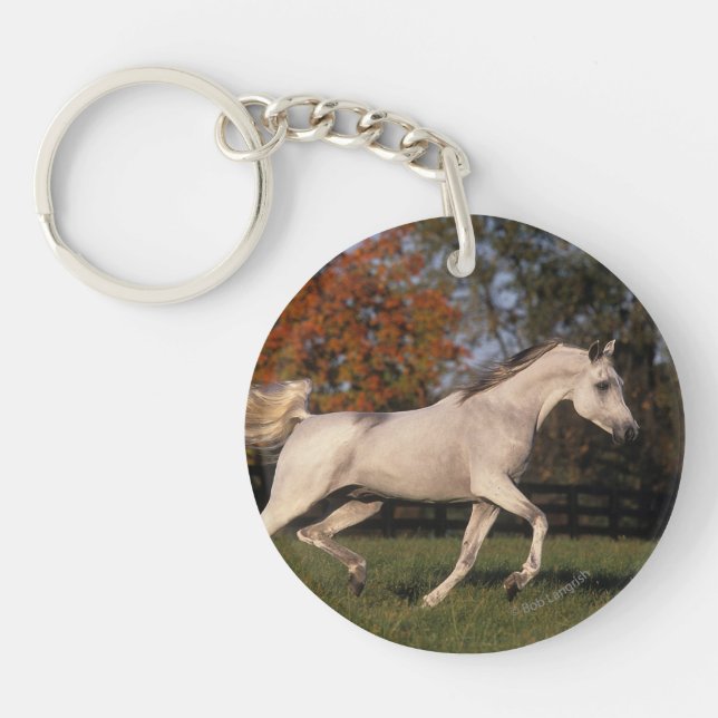 Cheval arabe : Automne 2 (Devant)