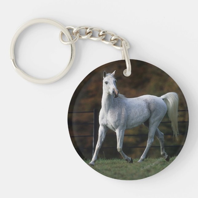 Cheval arabe courant 1 (Devant)