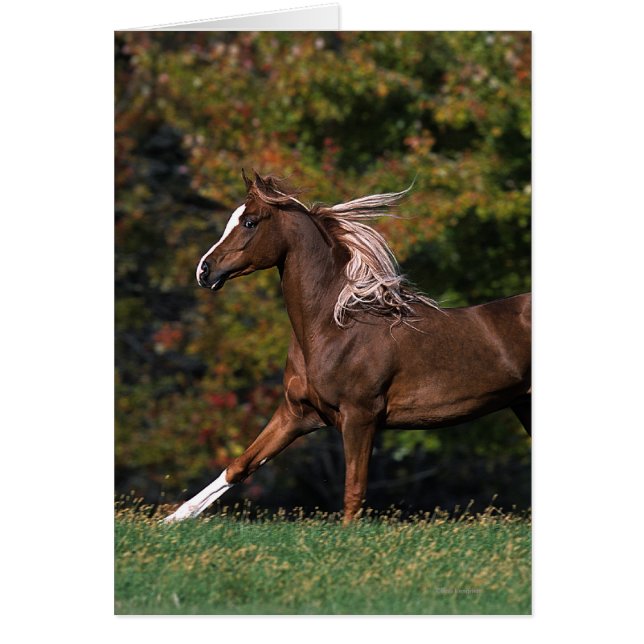 Cheval arabe en campagne de graminées (Devant)