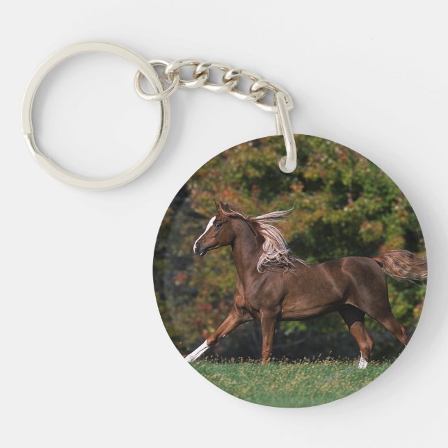 Cheval arabe fonctionnant dans le domaine herbeux (Devant)