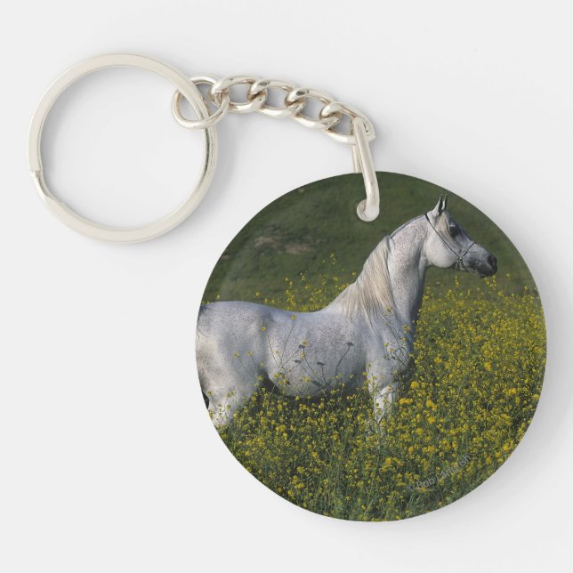Cheval arabe se tenant en fleurs (Devant)