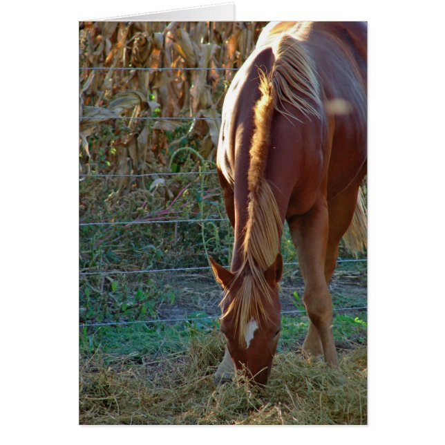 Cheval au coucher du soleil (Devant)
