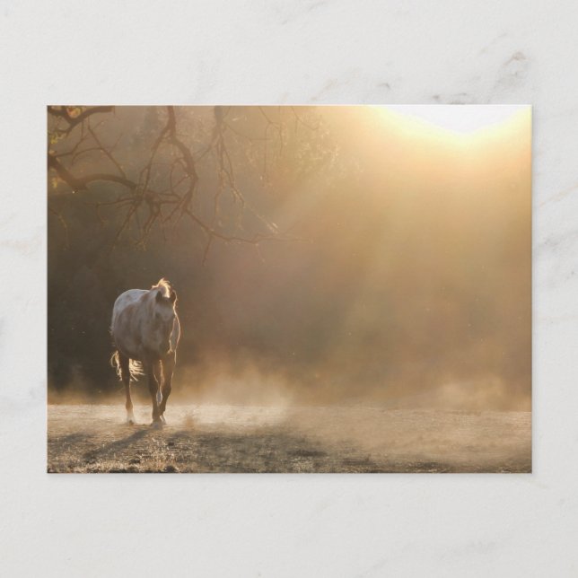 Cheval au soleil carte postale (Devant)