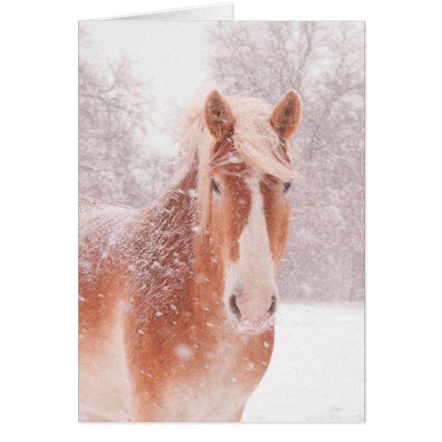 Cheval belge de neige (Devant)