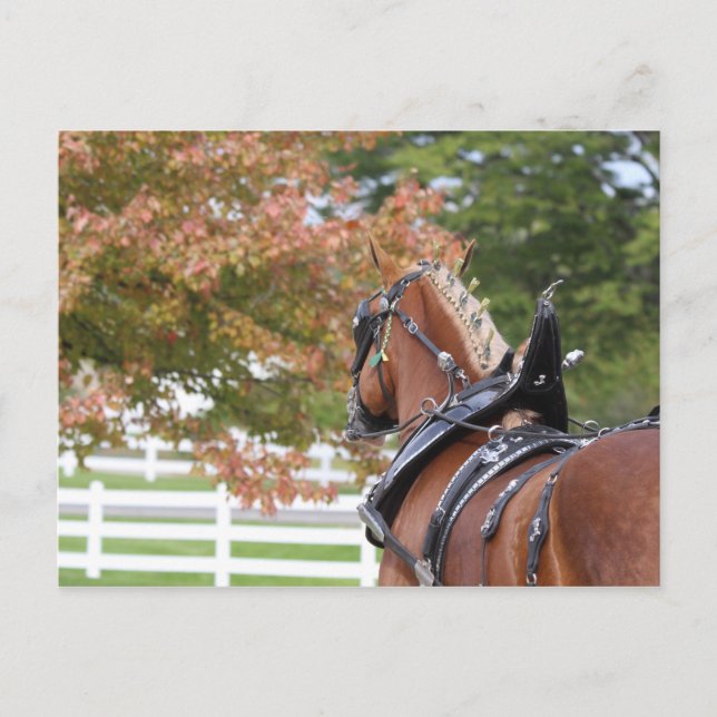 Cheval Belge en Harnais Carte Postale (Devant)