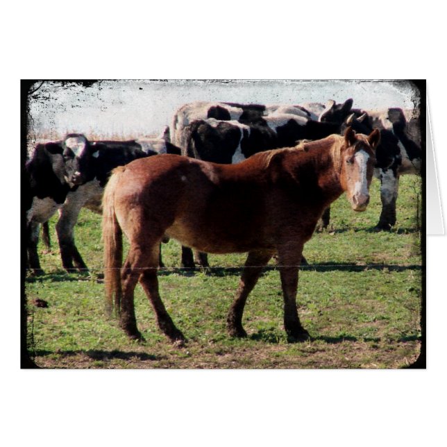 Cheval belge et bétail laitier (Devant horizontal)
