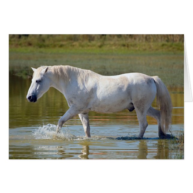 CHEVAL BLANC (Devant horizontal)