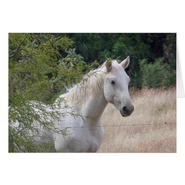 Cheval blanc (Devant horizontal)