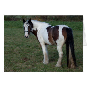 Cheval blanc Brown