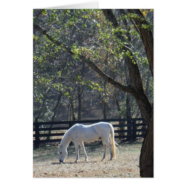 Cheval blanc dans les arbres (Devant)