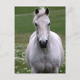 Cheval blanc en champ Carte postale
