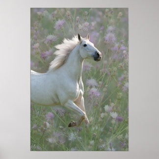 Cheval blanc en fleurs poster