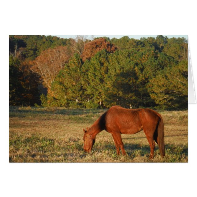 Cheval Brown aux pins (Devant horizontal)