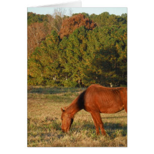 Cheval Brown aux pins