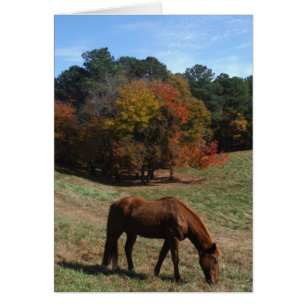 Cheval Brown avec arbres à automne