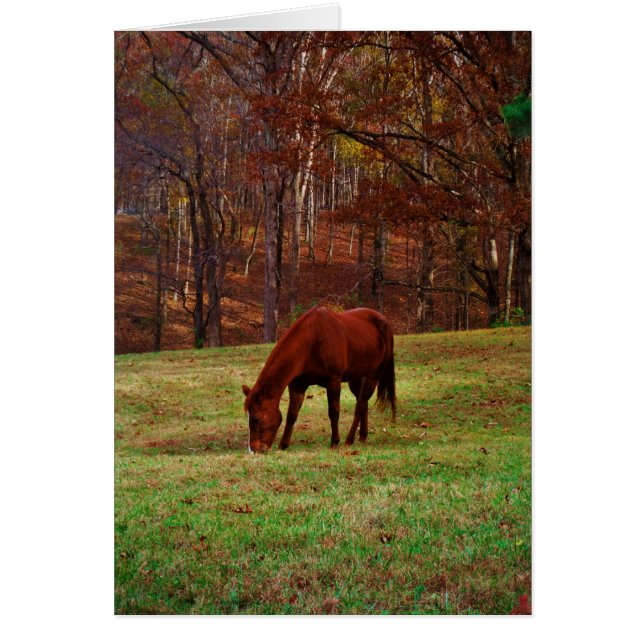 Cheval Brown avec nez blanc au bord des bois (Devant)