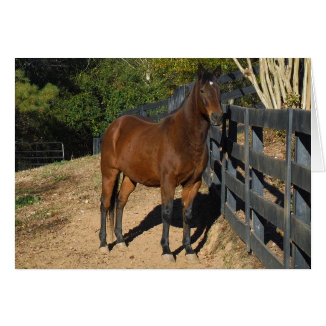 Cheval Brown contre une clôture (Devant horizontal)