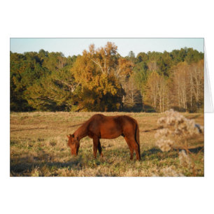Cheval Brown dans le champ d'arbre jaune